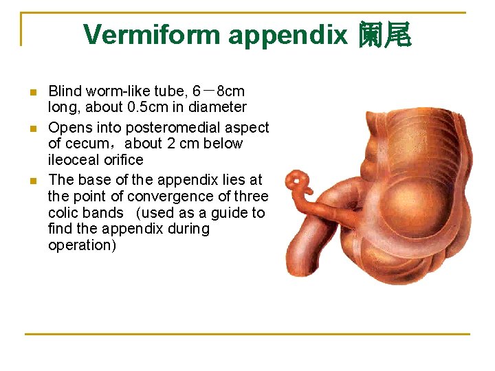 Vermiform appendix 阑尾 n n n Blind worm-like tube, 6－8 cm long, about 0.
