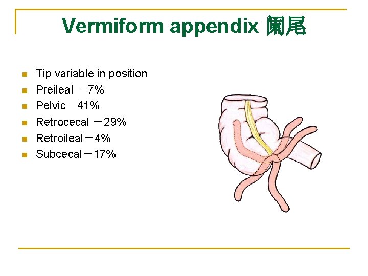 Vermiform appendix 阑尾 n n n Tip variable in position Preileal －7% Pelvic－41% Retrocecal