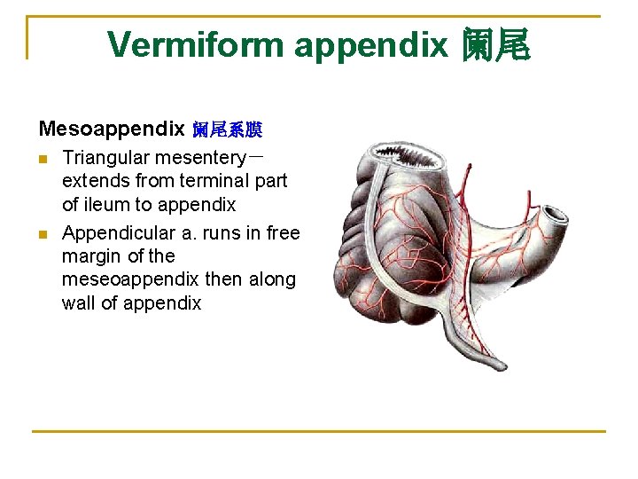 Vermiform appendix 阑尾 Mesoappendix 阑尾系膜 n n Triangular mesentery－ extends from terminal part of