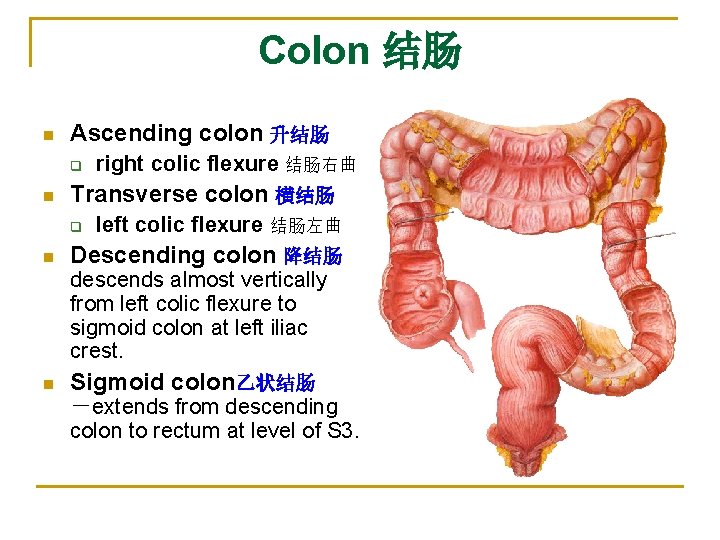 Colon 结肠 n Ascending colon 升结肠 q n Transverse colon 横结肠 q n right