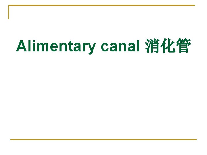Alimentary canal 消化管 