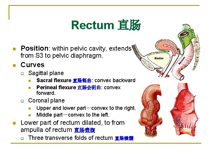 Rectum 直肠 n Position: within pelvic cavity, extends from S 3 to pelvic diaphragm.
