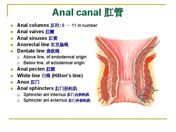Anal canal 肛管 n n n Anal columns 肛柱: 6 － 11 in number