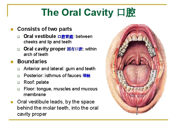 The Oral Cavity 口腔 n Consists of two parts q Oral vestibule 口腔前庭: between