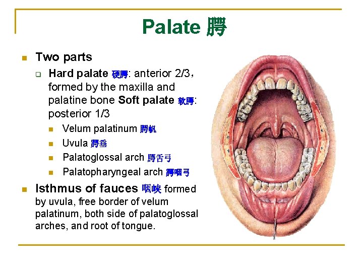 Palate 腭 n Two parts q Hard palate 硬腭: anterior 2/3， formed by the
