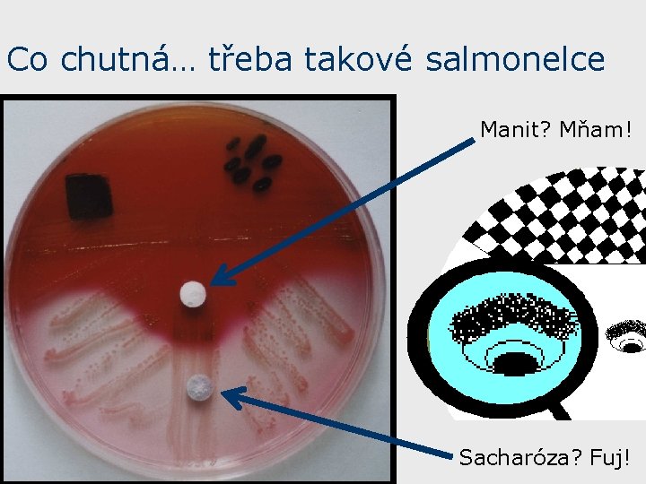 Co chutná… třeba takové salmonelce Manit? Mňam! Sacharóza? Fuj! 