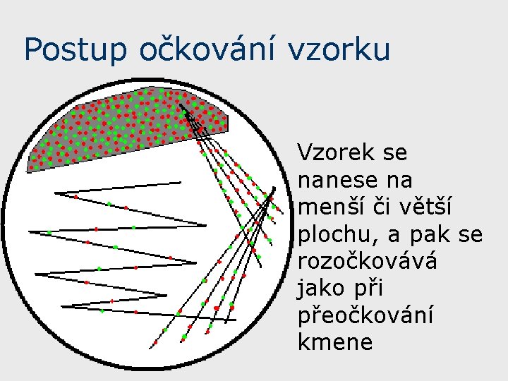 Postup očkování vzorku Vzorek se nanese na menší či větší plochu, a pak se