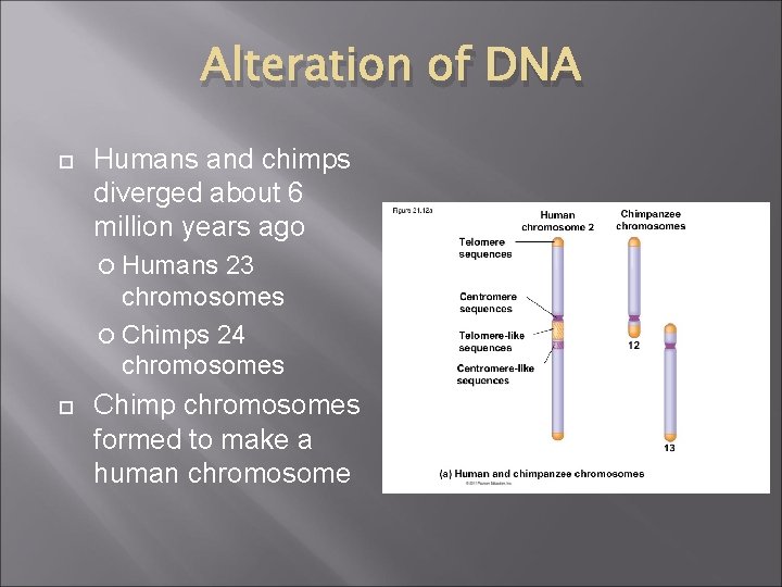 Alteration of DNA Humans and chimps diverged about 6 million years ago Humans 23