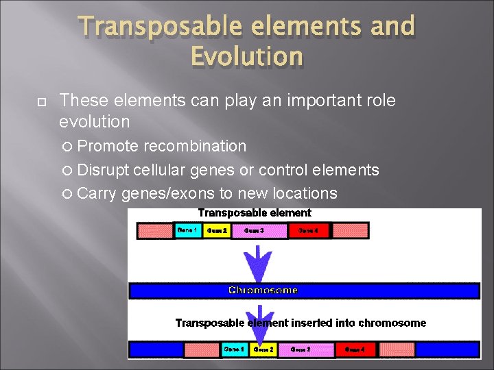 Transposable elements and Evolution These elements can play an important role evolution Promote recombination