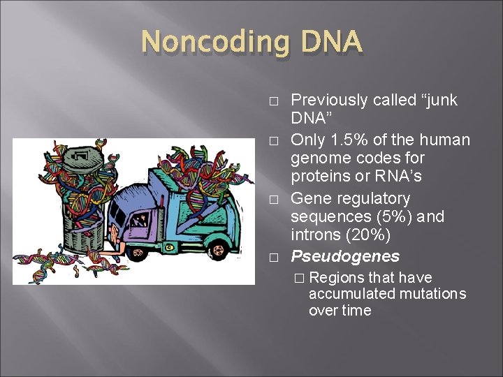 Noncoding DNA � � Previously called “junk DNA” Only 1. 5% of the human