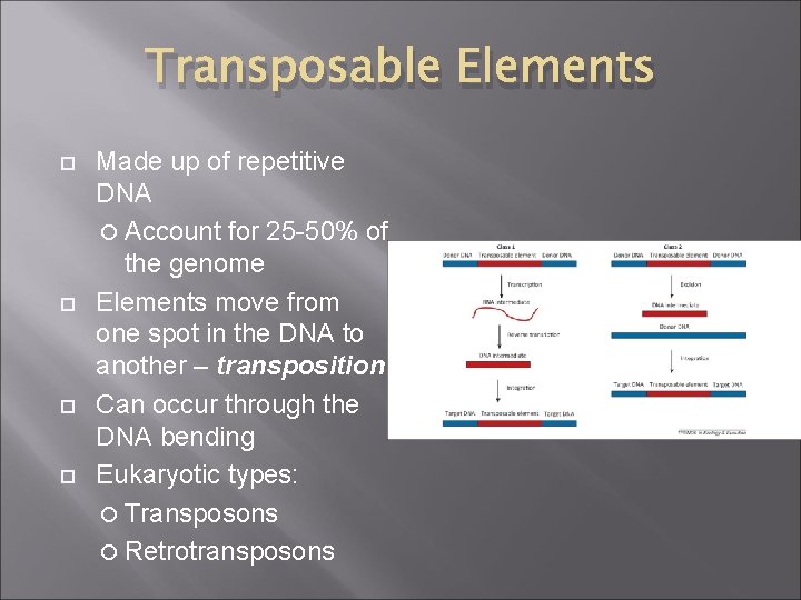 Transposable Elements Made up of repetitive DNA Account for 25 -50% of the genome