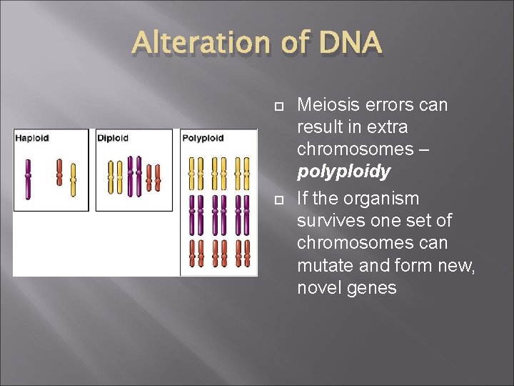 Alteration of DNA Meiosis errors can result in extra chromosomes – polyploidy If the