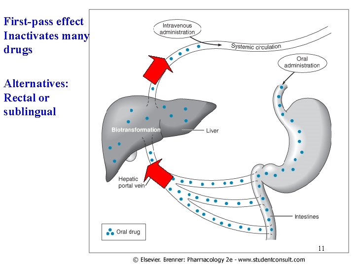 First-pass effect Inactivates many drugs Alternatives: Rectal or sublingual 11 