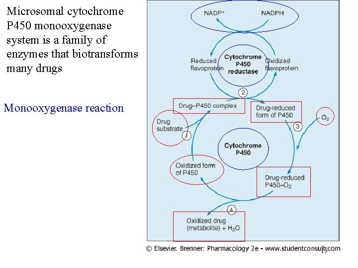 Microsomal cytochrome P 450 monooxygenase system is a family of enzymes that biotransforms many