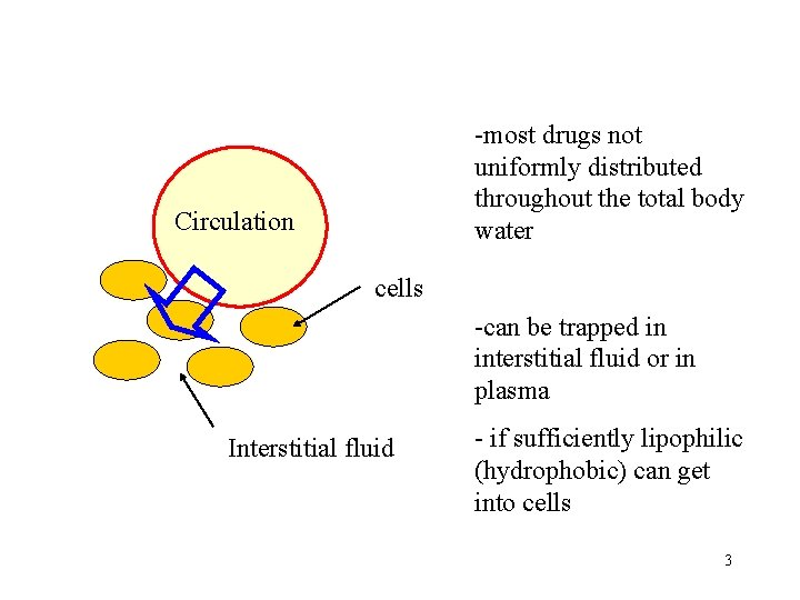 -most drugs not uniformly distributed throughout the total body water Circulation cells -can be