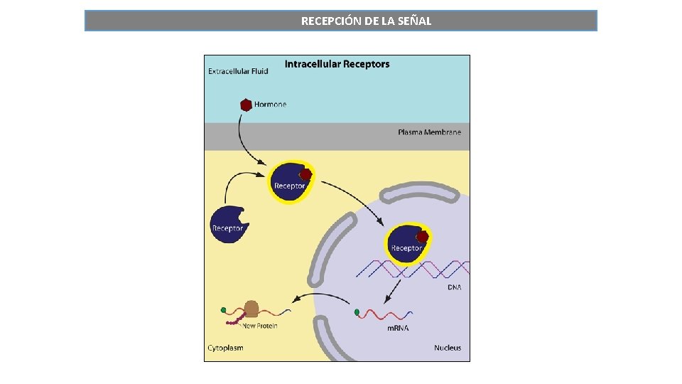 RECEPCIÓN DE LA SEÑAL 