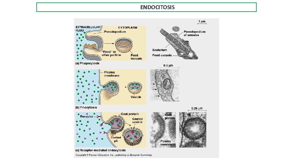 ENDOCITOSIS 