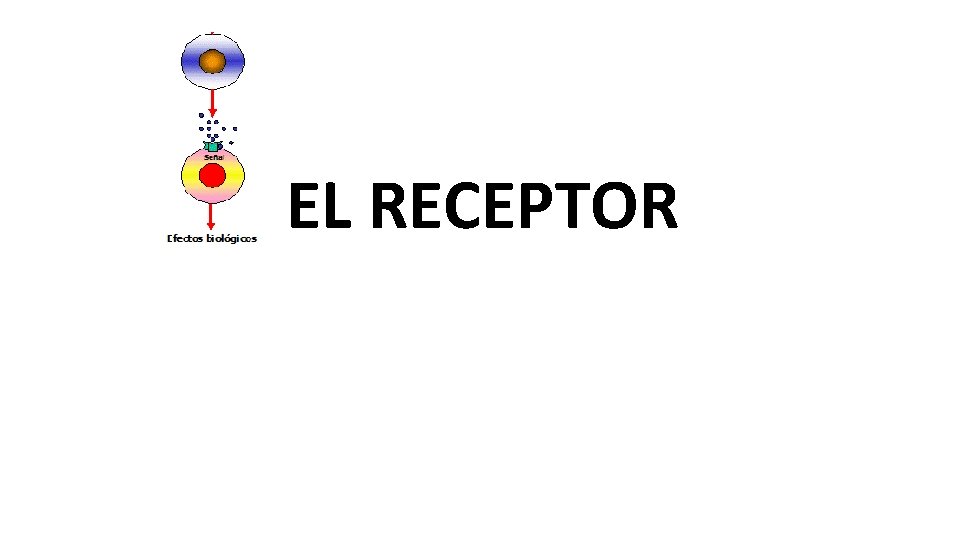 EL RECEPTOR 