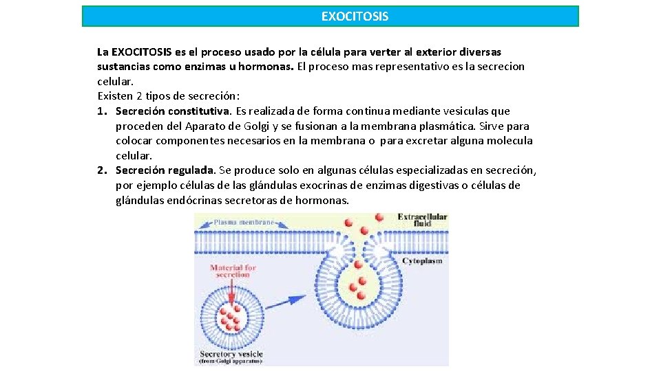EXOCITOSIS La EXOCITOSIS es el proceso usado por la célula para verter al exterior