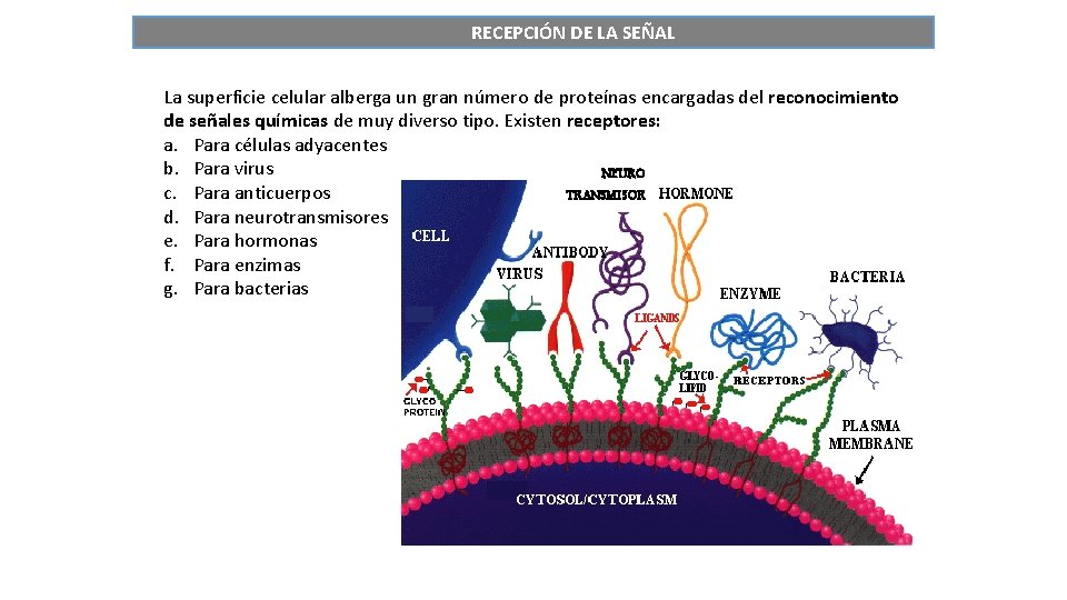 RECEPCIÓN DE LA SEÑAL La superficie celular alberga un gran número de proteínas encargadas