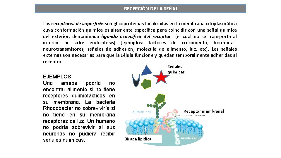 RECEPCIÓN DE LA SEÑAL Los receptores de superficie son glicoproteinas localizadas en la membrana