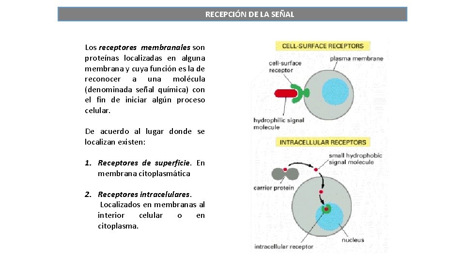 RECEPCIÓN DE LA SEÑAL Los receptores membranales son proteínas localizadas en alguna membrana y