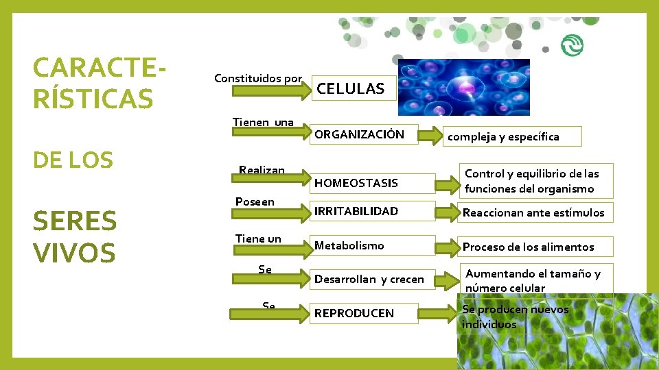 CARACTERÍSTICAS DE LOS SERES VIVOS Constituidos por Tienen una Realizan Poseen Tiene un Se