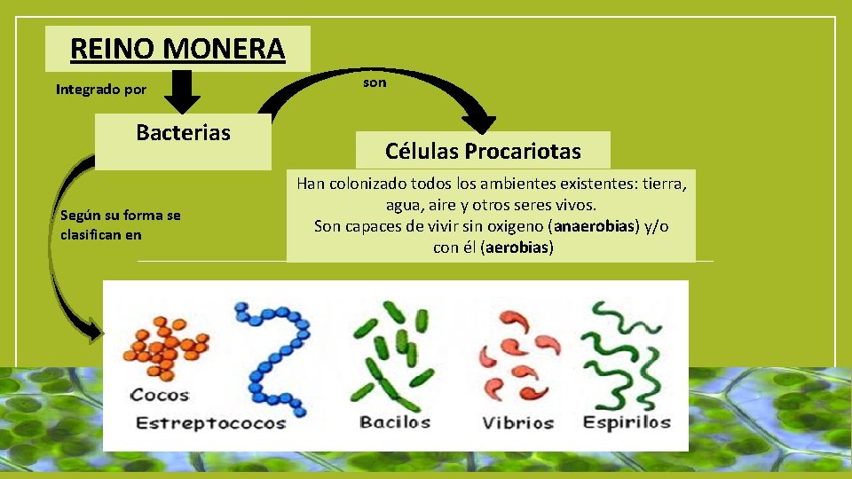 REINO MONERA Integrado por Bacterias Según su forma se clasifican en son Células Procariotas