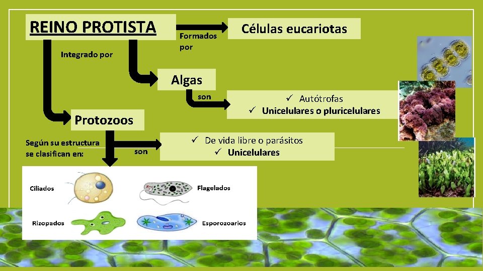 REINO PROTISTA Integrado por Formados por Células eucariotas Algas son Protozoos Según su estructura