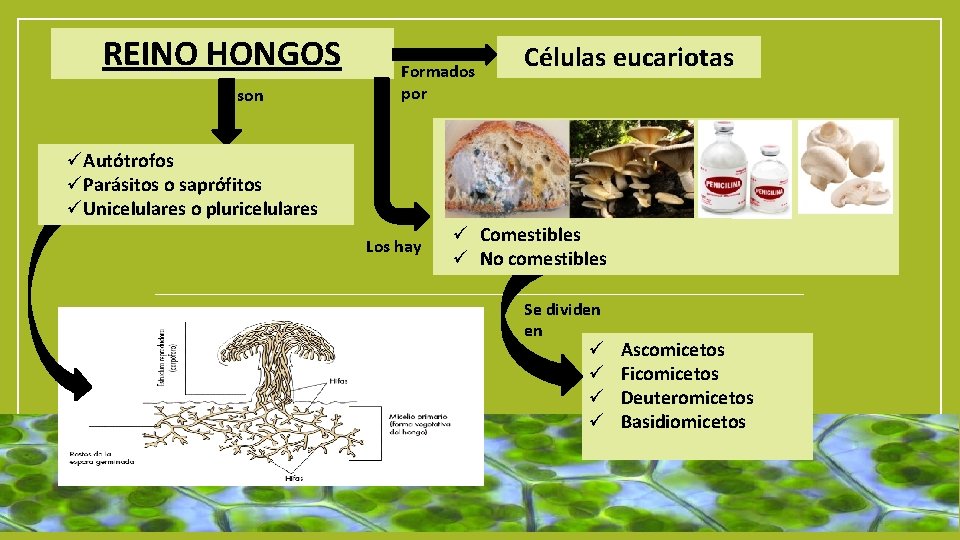 REINO HONGOS son Formados por Células eucariotas üAutótrofos üParásitos o saprófitos üUnicelulares o pluricelulares