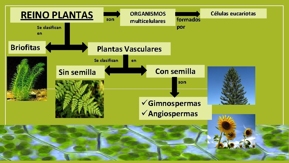 REINO PLANTAS son Se clasifican en Briofitas ORGANISMOS multicelulares formados por Plantas Vasculares Se