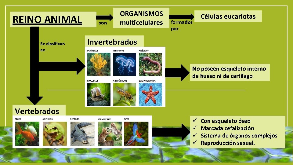 REINO ANIMAL Se clasifican en son ORGANISMOS multicelulares formados por Células eucariotas Invertebrados No