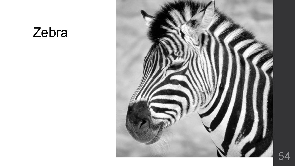 Zebra 54 