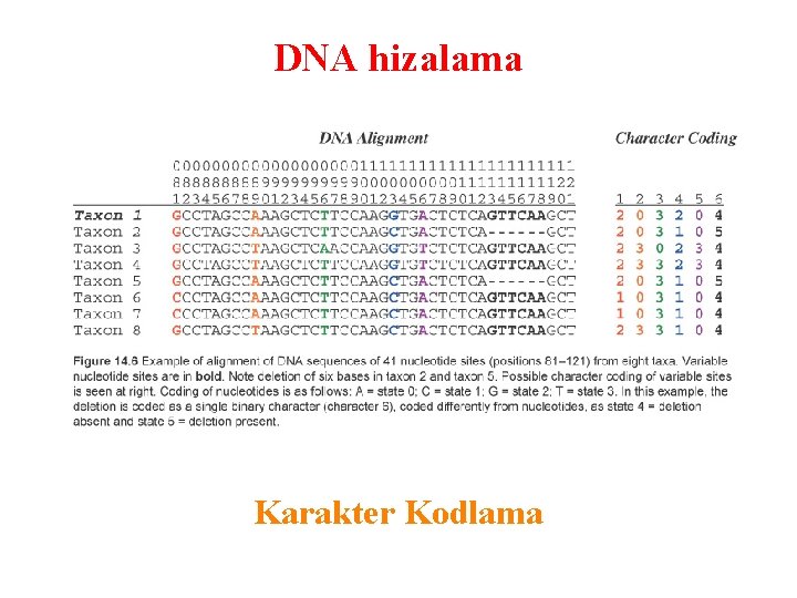DNA hizalama Karakter Kodlama 
