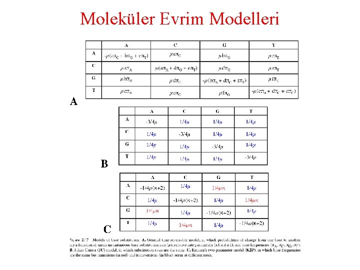Moleküler Evrim Modelleri 