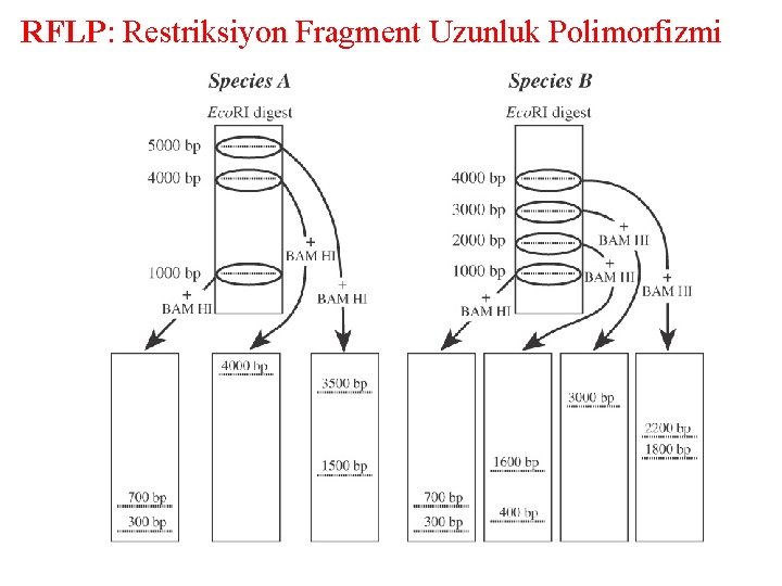 RFLP: Restriksiyon Fragment Uzunluk Polimorfizmi 