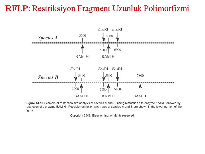 RFLP: Restriksiyon Fragment Uzunluk Polimorfizmi 