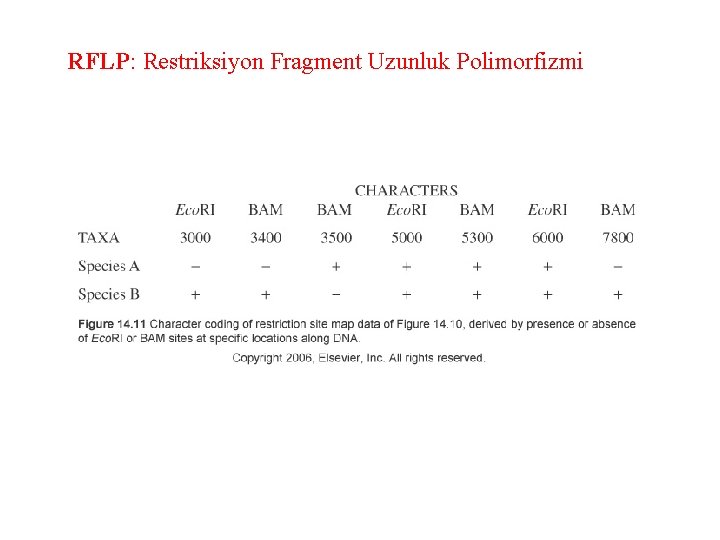 RFLP: Restriksiyon Fragment Uzunluk Polimorfizmi 