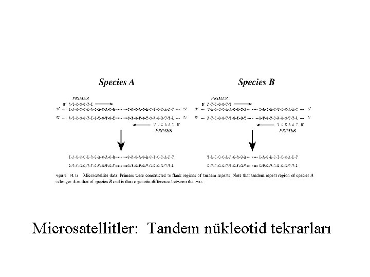 Microsatellitler: Tandem nükleotid tekrarları 