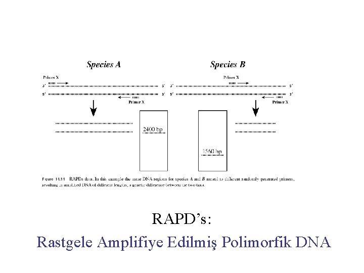 RAPD’s: Rastgele Amplifiye Edilmiş Polimorfik DNA 