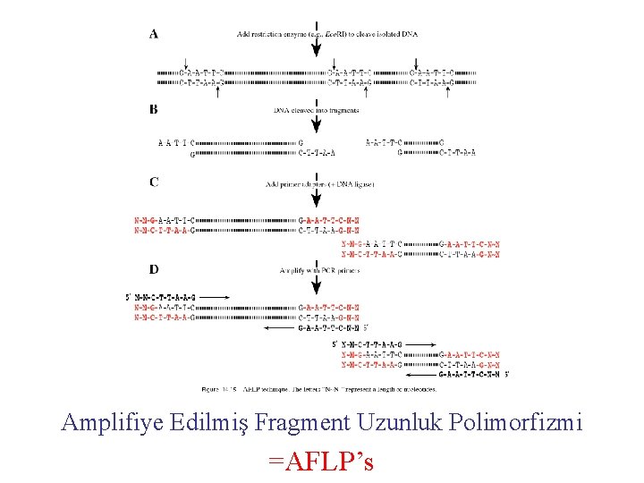 Amplifiye Edilmiş Fragment Uzunluk Polimorfizmi =AFLP’s 