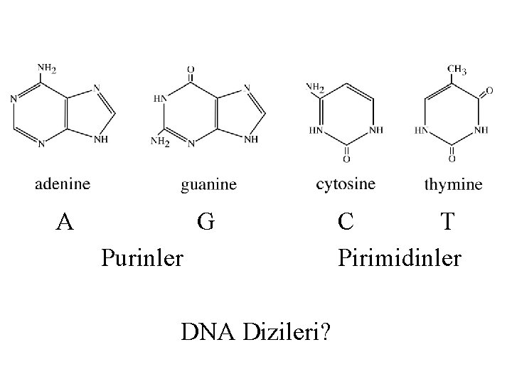 A G Purinler DNA Dizileri? C T Pirimidinler 