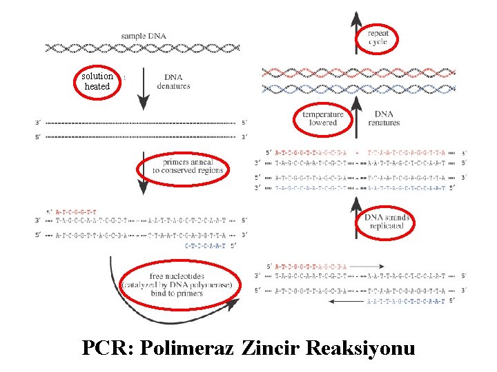 solution heated PCR: Polimeraz Zincir Reaksiyonu 