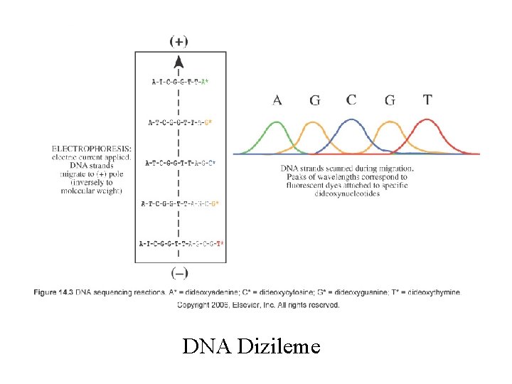DNA Dizileme 