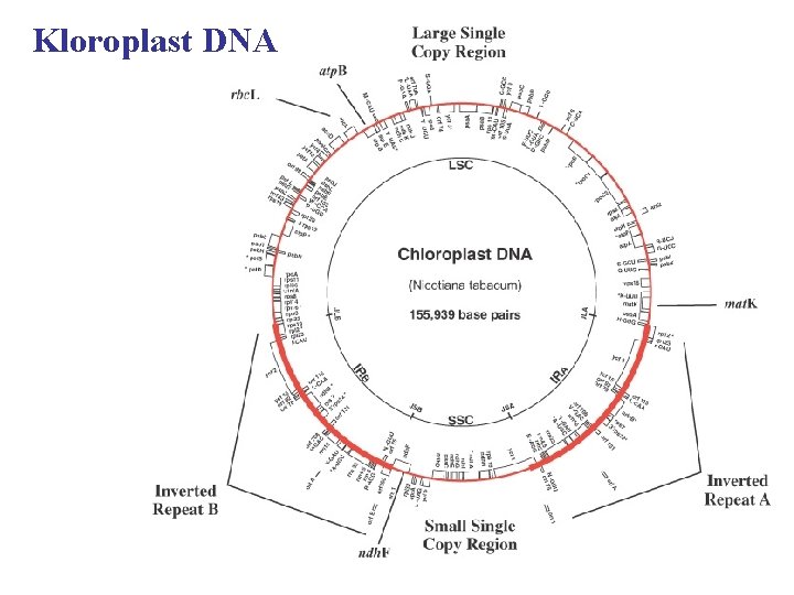 Kloroplast DNA 