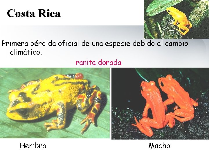 Costa Rica Primera pérdida oficial de una especie debido al cambio climático. ranita dorada