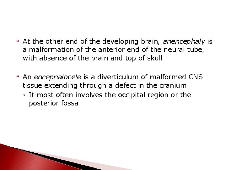  At the other end of the developing brain, anencephaly is a malformation of