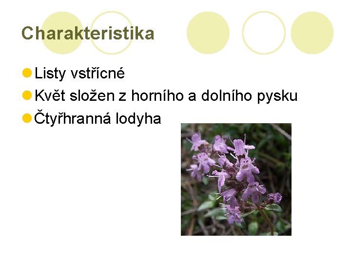 Charakteristika Listy vstřícné Květ složen z horního a dolního pysku Čtyřhranná lodyha 