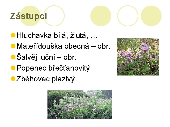 Zástupci Hluchavka bílá, žlutá, … Mateřídouška obecná – obr. Šalvěj luční – obr. Popenec