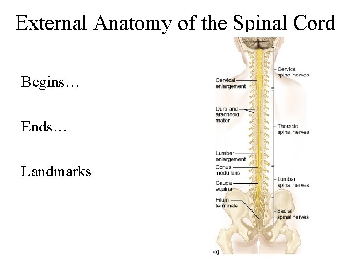 External Anatomy of the Spinal Cord Begins… Ends… Landmarks 